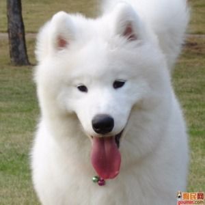 Meet your Posher, Bowie